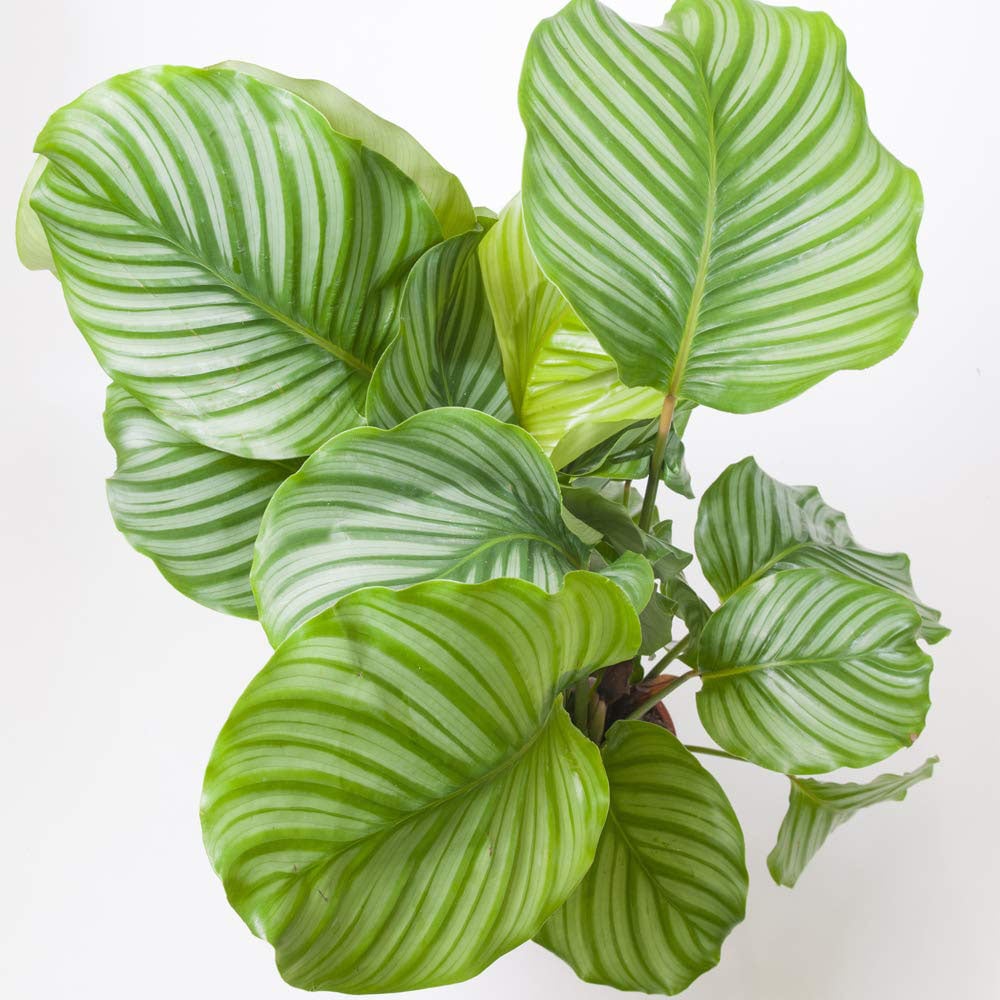 Thompson & Morgan Calatheas Species Orbifolia Potted Plant 12cm 2 Pack Image 2