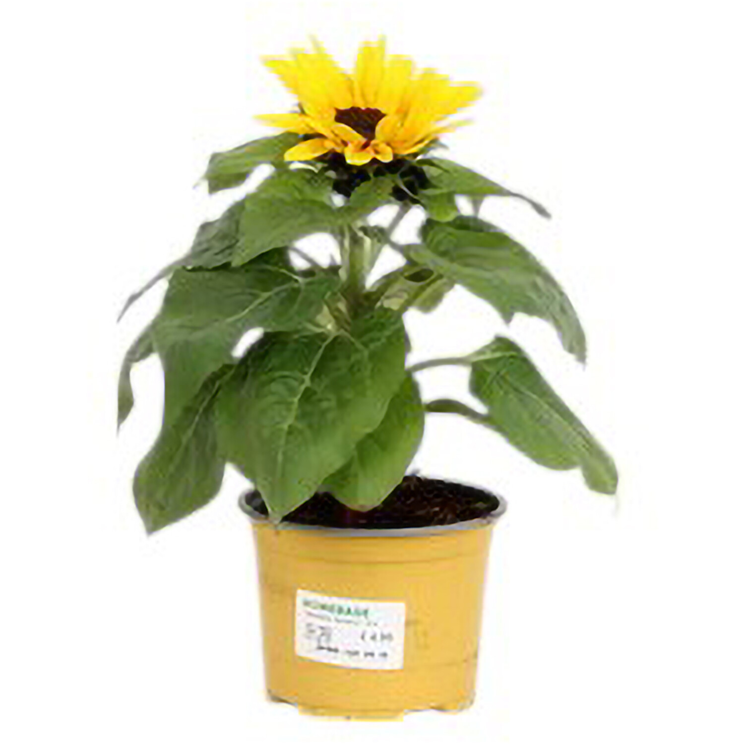 Helianthus Sunsation Yellow Image