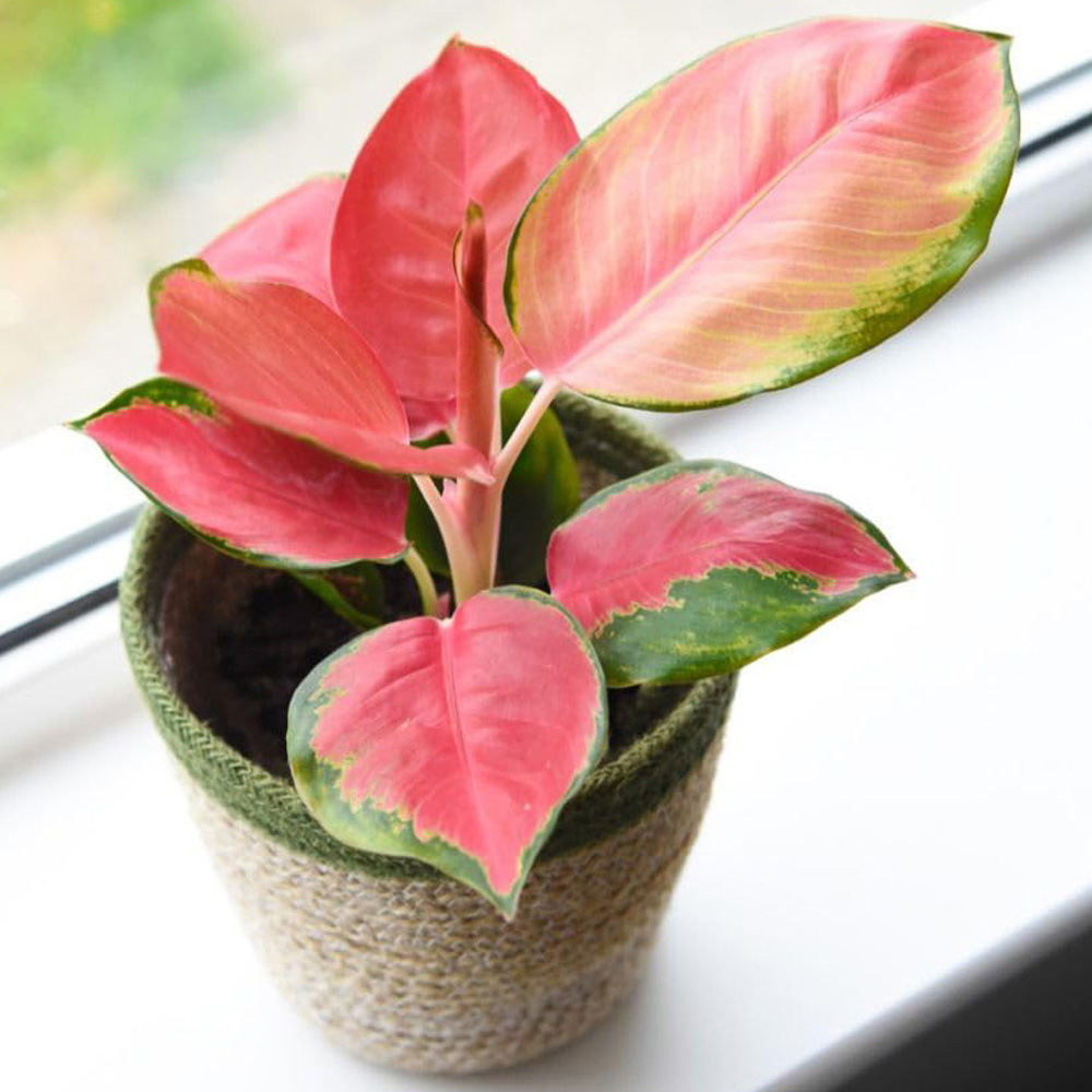 Thompson & Morgan Aglaonema Orange Star 12cm Potted Plant 2 Pack Image 1