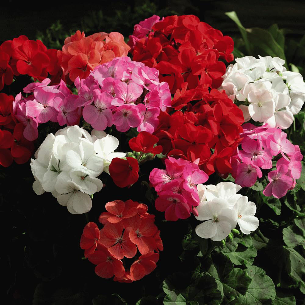 Thompson and Morgan Geranium Cabaret Mixed Garden Ready Plant 15 Pack Image 1