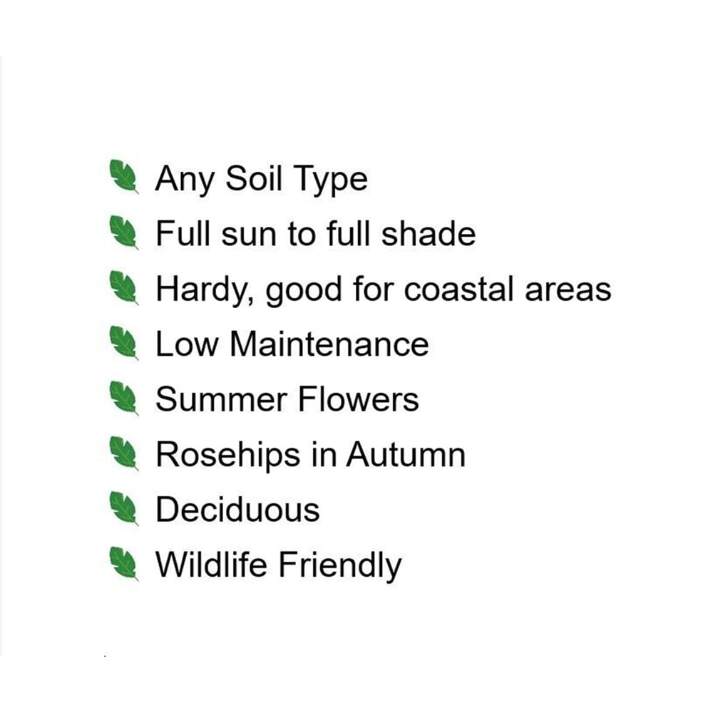 Inspirational Gifting Dog Rose Bare Root Hedge Plant Saplings 2-3ft 10 Pack Image 6