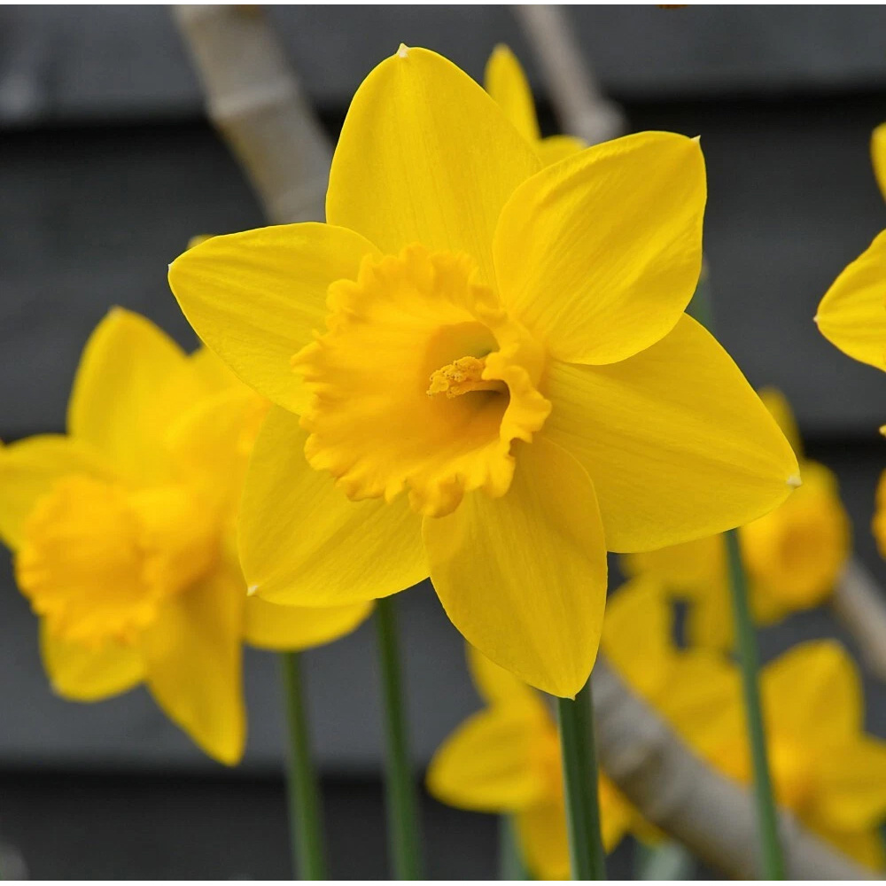 Thompson and Morgan Daffodil Golden King Alfred Planting Bulb 32 Pack Image 4