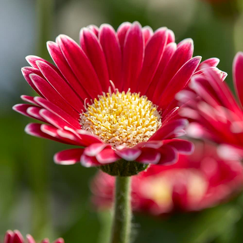 Thompson and Morgan Gerbera Garvinea Cheeky Magenta Potted Plant 7cm Image 1