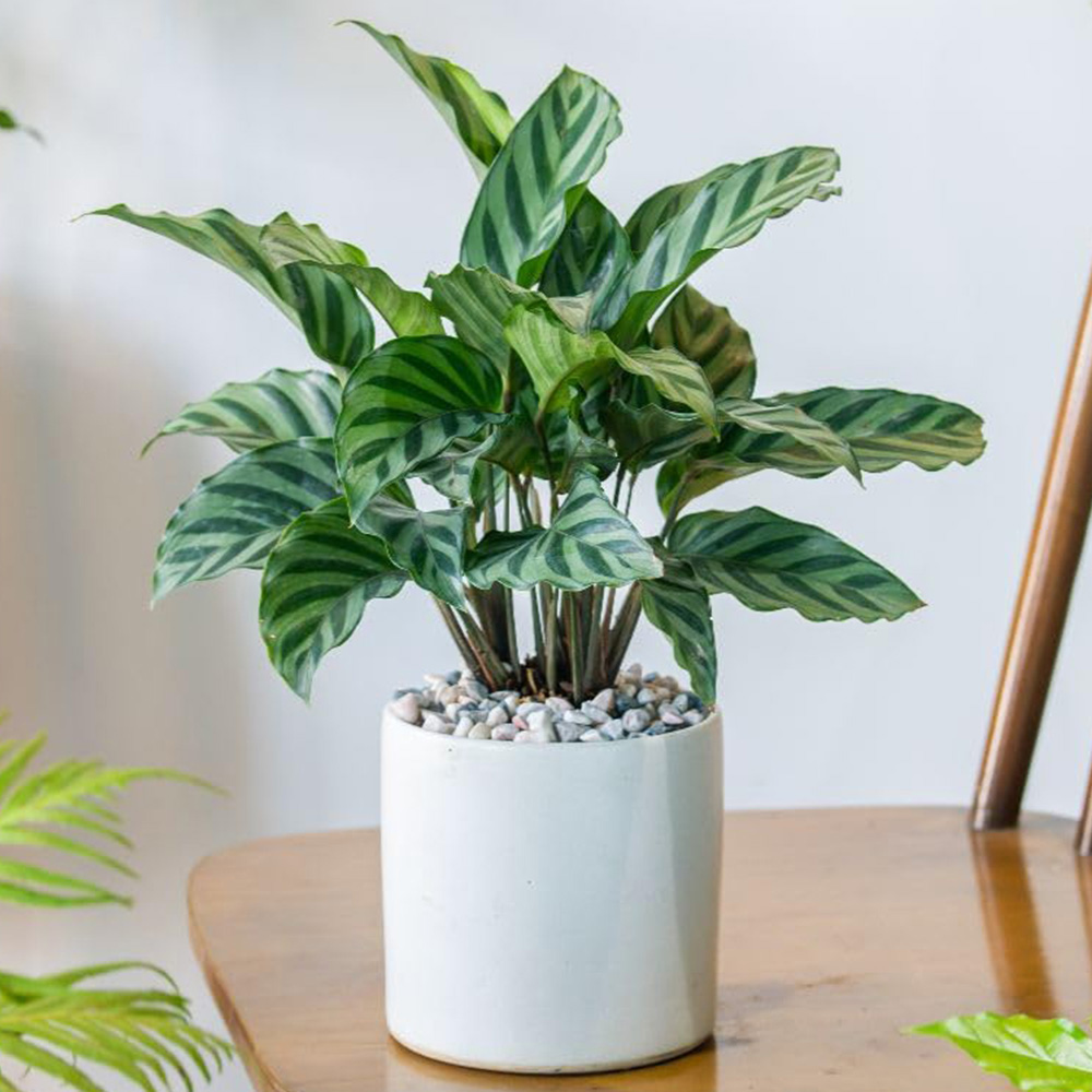 Thompson and Morgan Calathea Concinna Freddie Plant Pot 12cm 2 Pack Image 1
