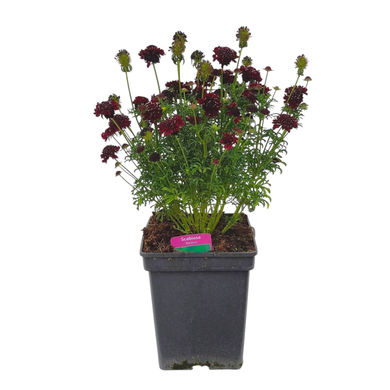 Perennial Scabiosa Mix Potted Plant Image 2