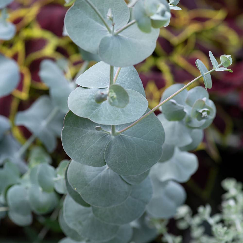 YouGarden Eucalyptus Collection Plant Pot 9cm 3 Pack Image 4