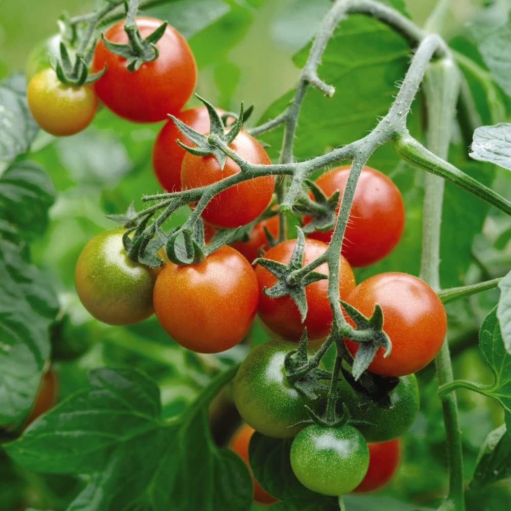 Thompson and Morgan Nurserymans Choice Tomato Postiplugs 6 Pack Image 7