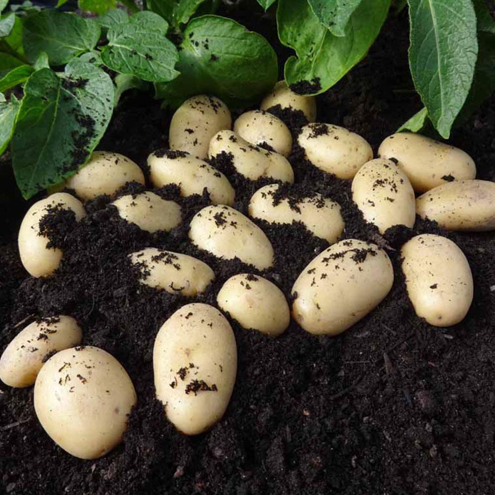 Wilko Seed Potatoes Jazzy 5 Pack Image 1