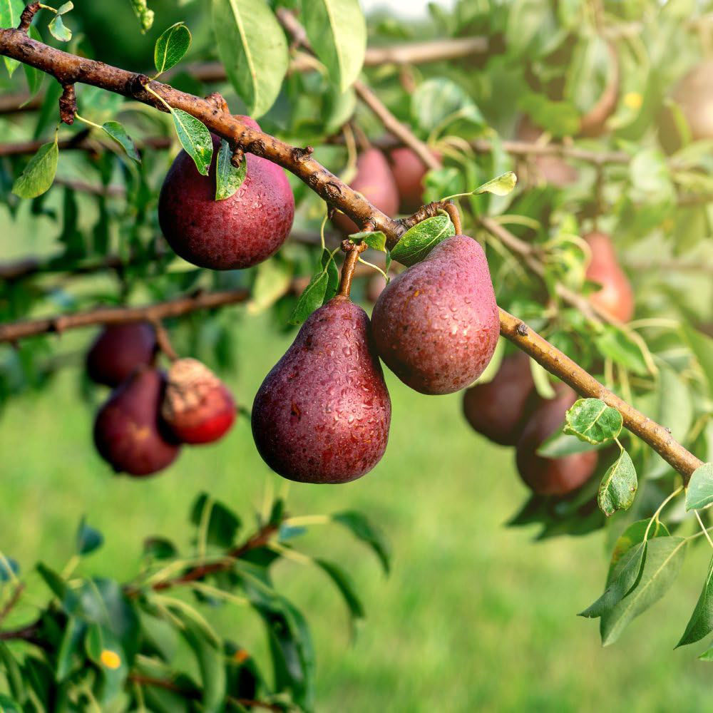 Thompson and Morgan Pear Pyrus Red William Quince A Plant Pot 4.5L Image 4