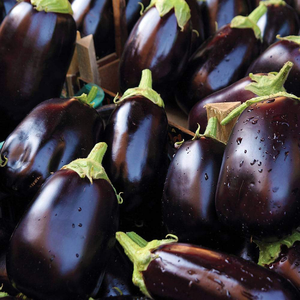 Thompson & Morgan Aubergine Bonica F1 Hybrid Seeds Image