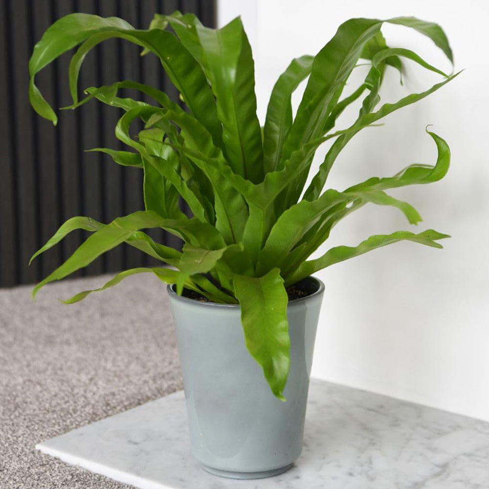 Thompson and Morgan Asplenium Antiquum Plant Pot 12cm 2 Pack Image 1