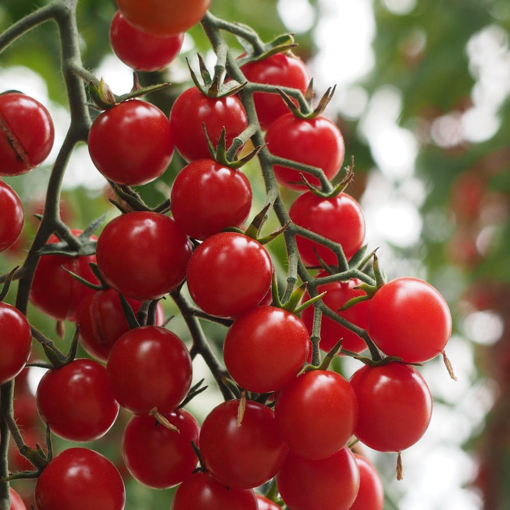 Thompson & Morgan Tomato Crokini F1 Seeds Image 1