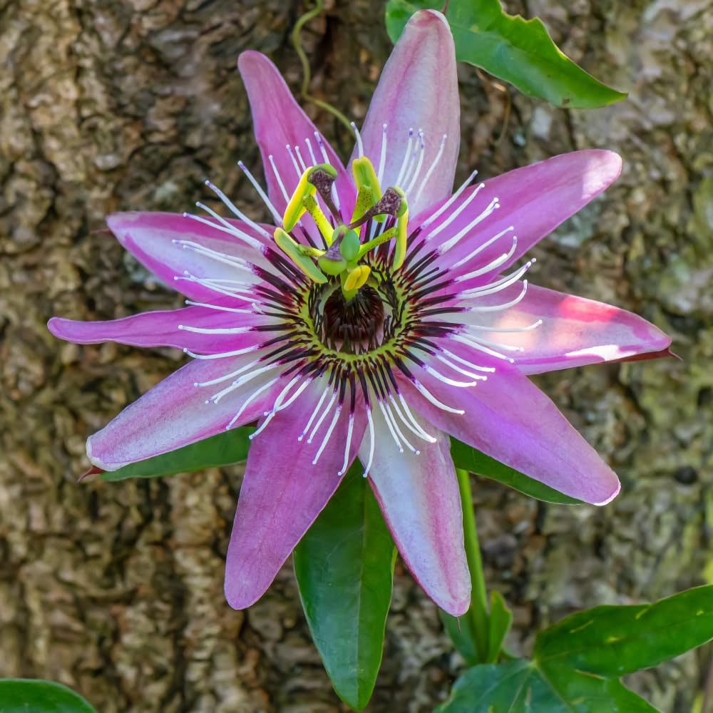 Thompson and Morgan Passiflora Violacea Hoop Plant Pot 13cm Image 3