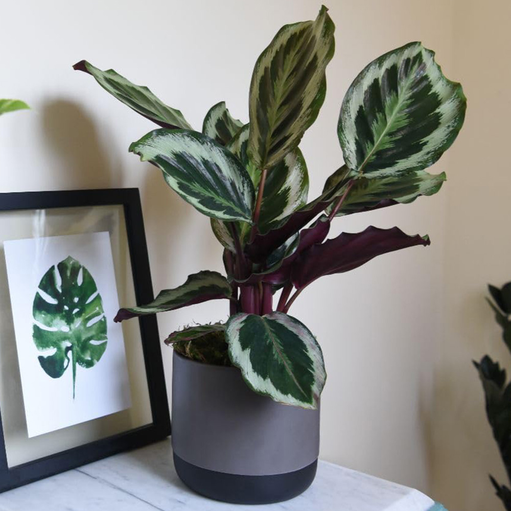 Thompson and Morgan Calathea Roseopicta Medallion Plant Pot 19cm 2 Pack Image 1
