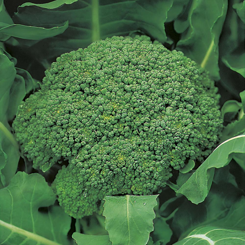 Wilko Broccoli Autumn Calabrese Seeds Image 1