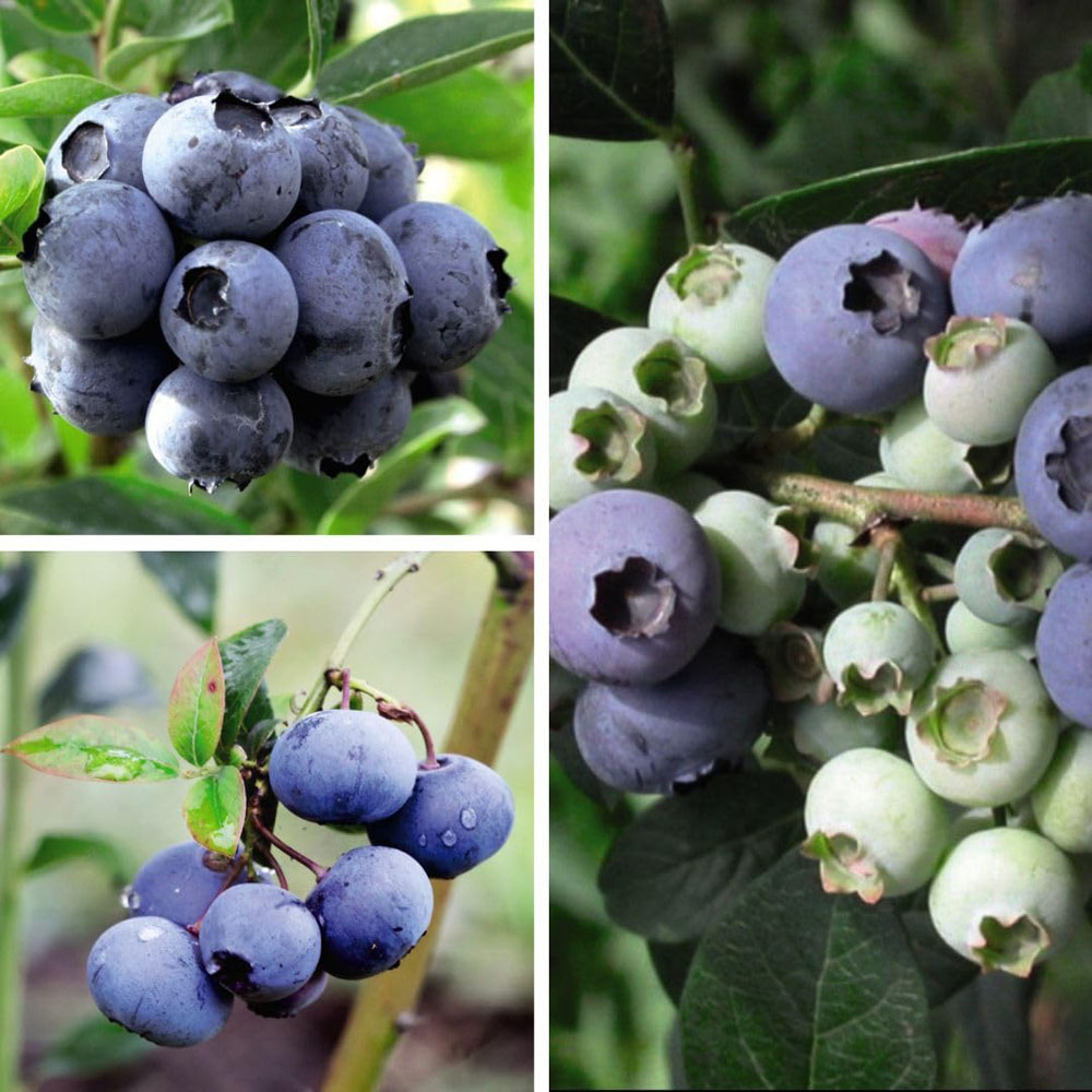 Thompson and Morgan Blueberry Trio Collection Plant Pot 9cm 3 Pack Image 1