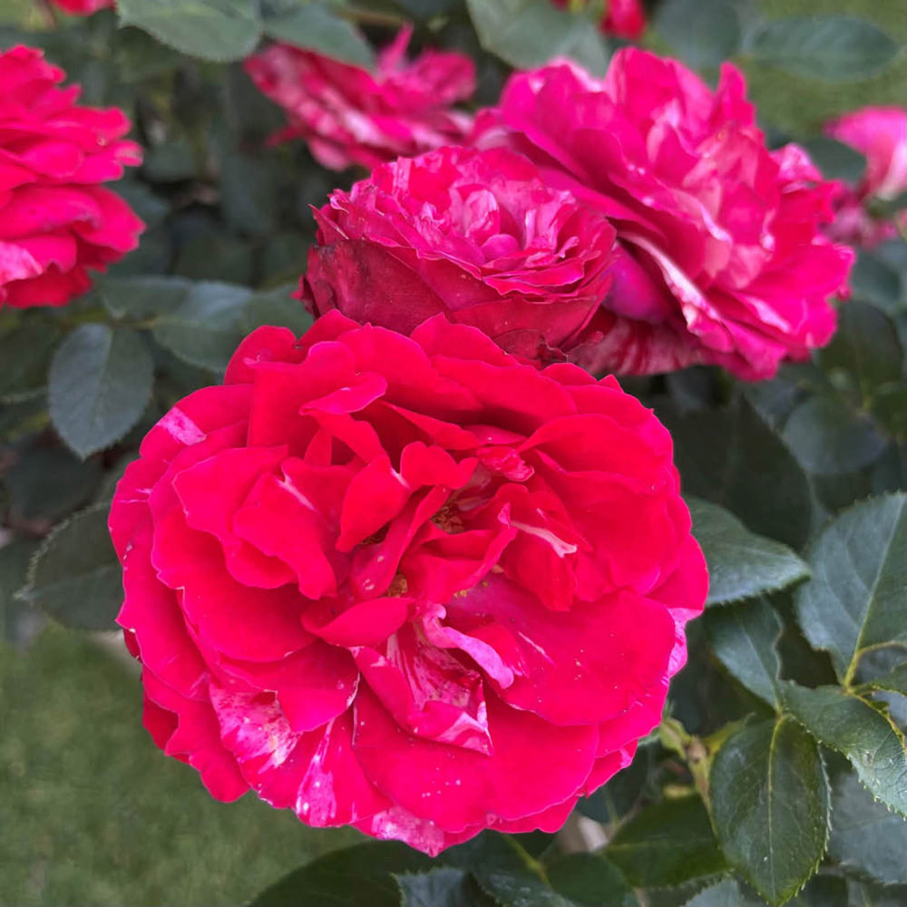 YouGarden Rose Old English Collection Plant in Pot 4.5L 2 Pack Image 2