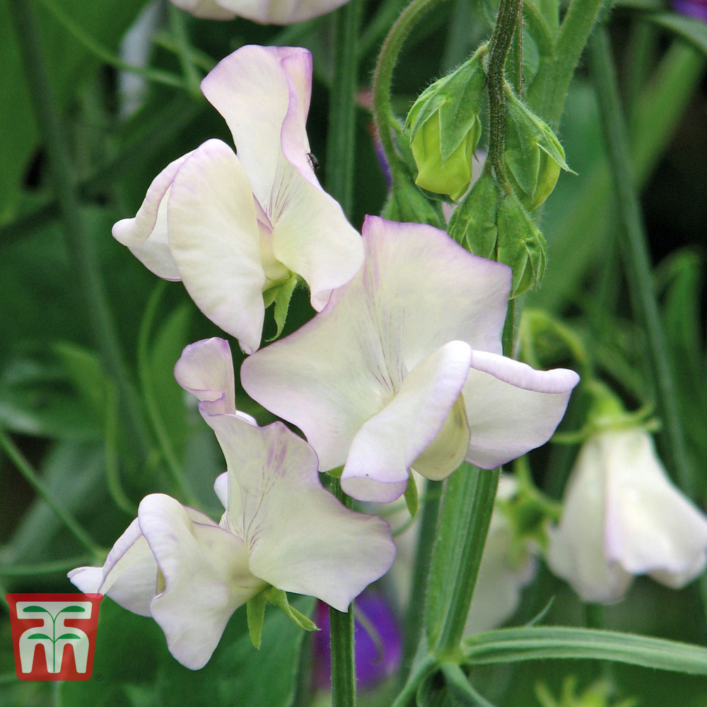 Thompson & Morgan Sweet Pea Hi Scent Seed Packet Image 2