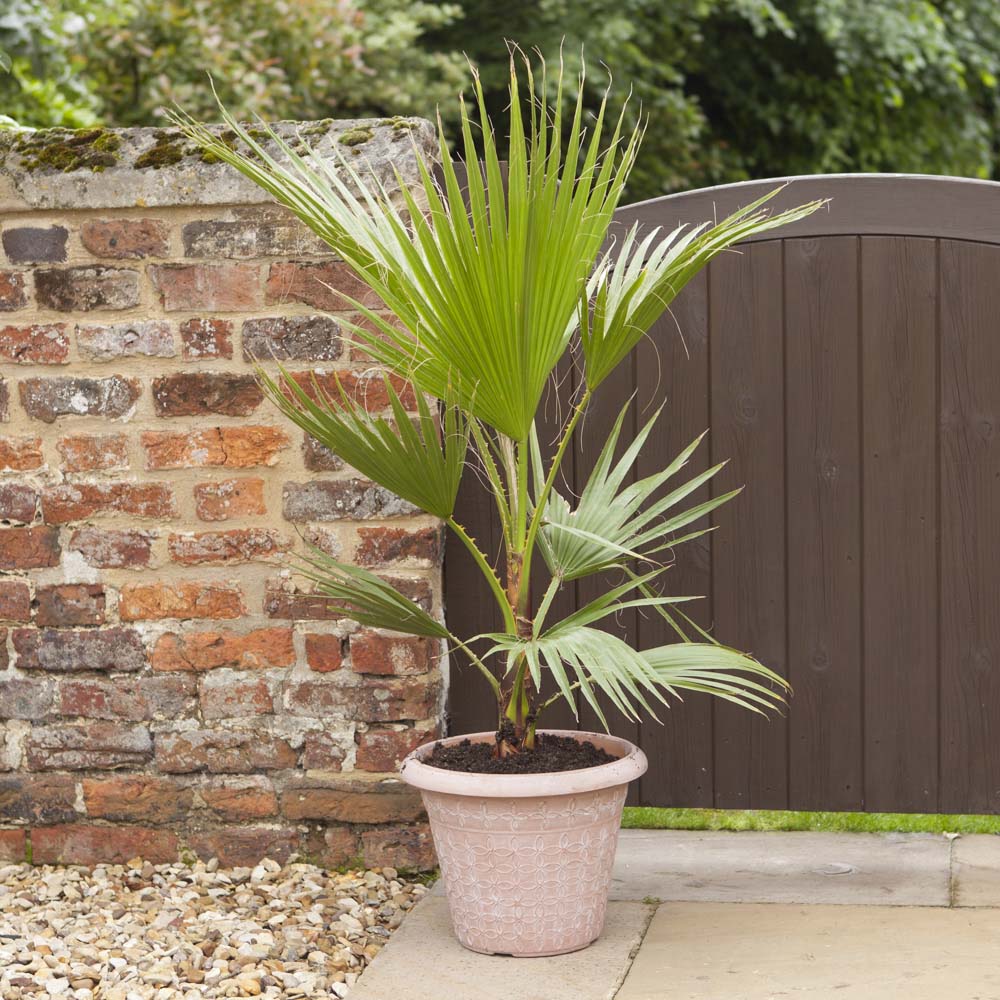 YouGarden Washingtonia Palm 20cm 75-90cm Image 2