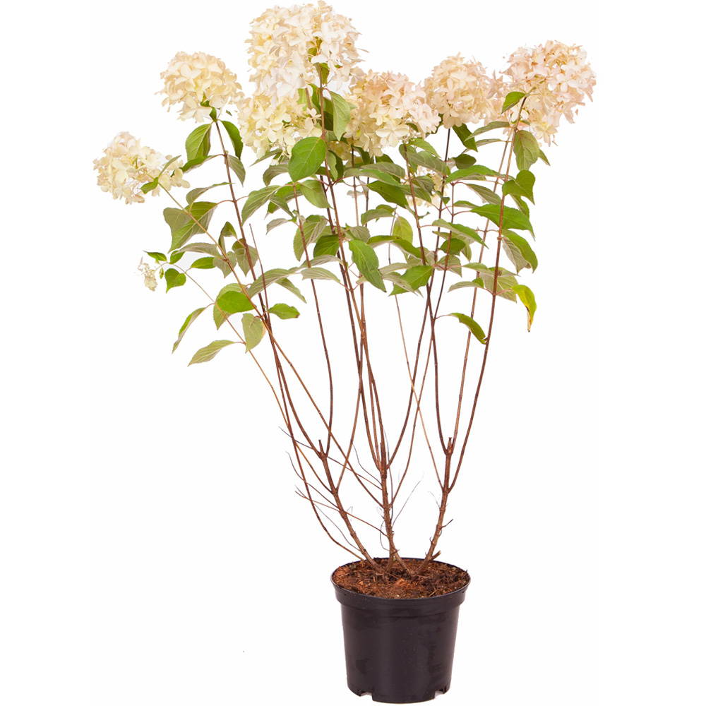 wilko Hydrangea Paniculata Limelight Plant Pot Image 3