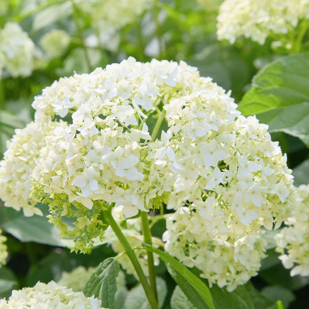 Thompson and Morgan Hydrangea Annabelle Plant Pot 12L 2 Pack Image 5