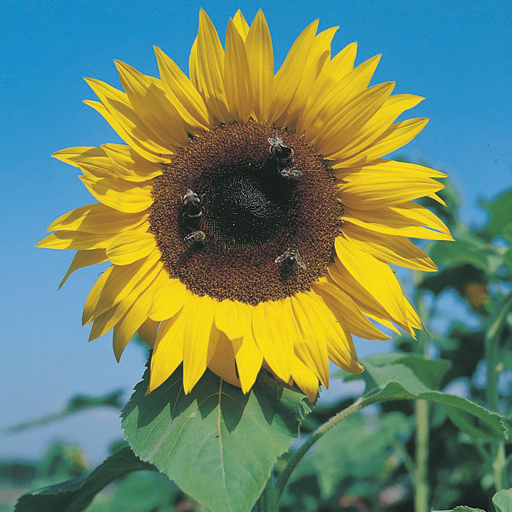Johnsons Sunflower Giant Single Flower Seed Image 1