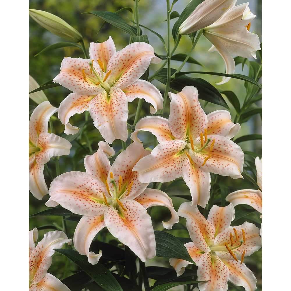Wilko Lily Salmon Star Spring Planting Bulb 2 pack Image