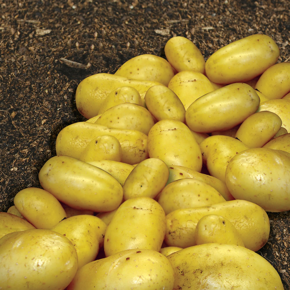 Wilko Charlotte Seed Potatoes 4kg Image 1