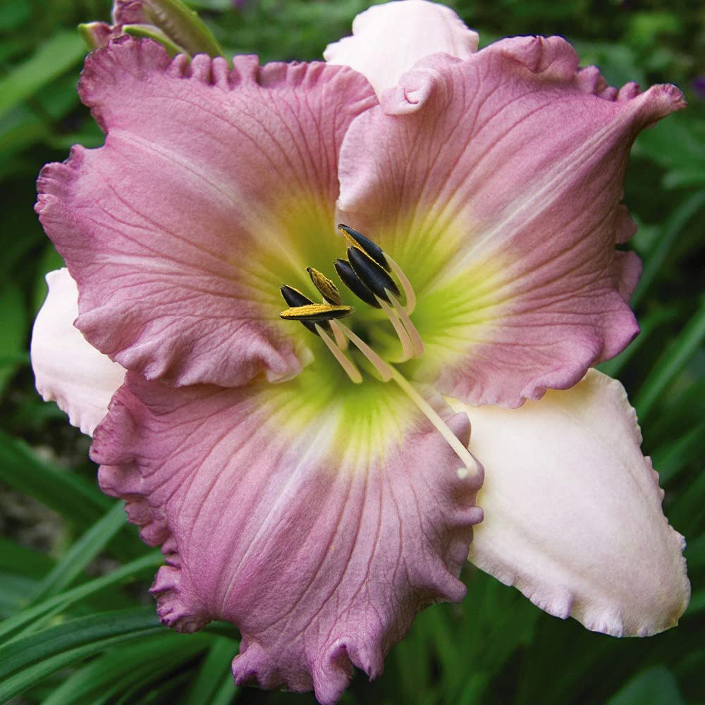 Thompson and Morgan Hemerocallis Collection Bare Root 10 Pack Image 4