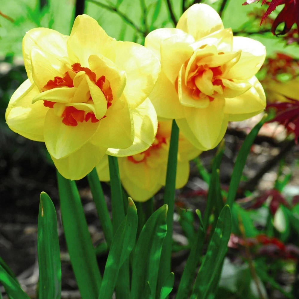 Thompson and Morgan Daffodil Raffles Spring Planting Bulb 8 Pack Image 2