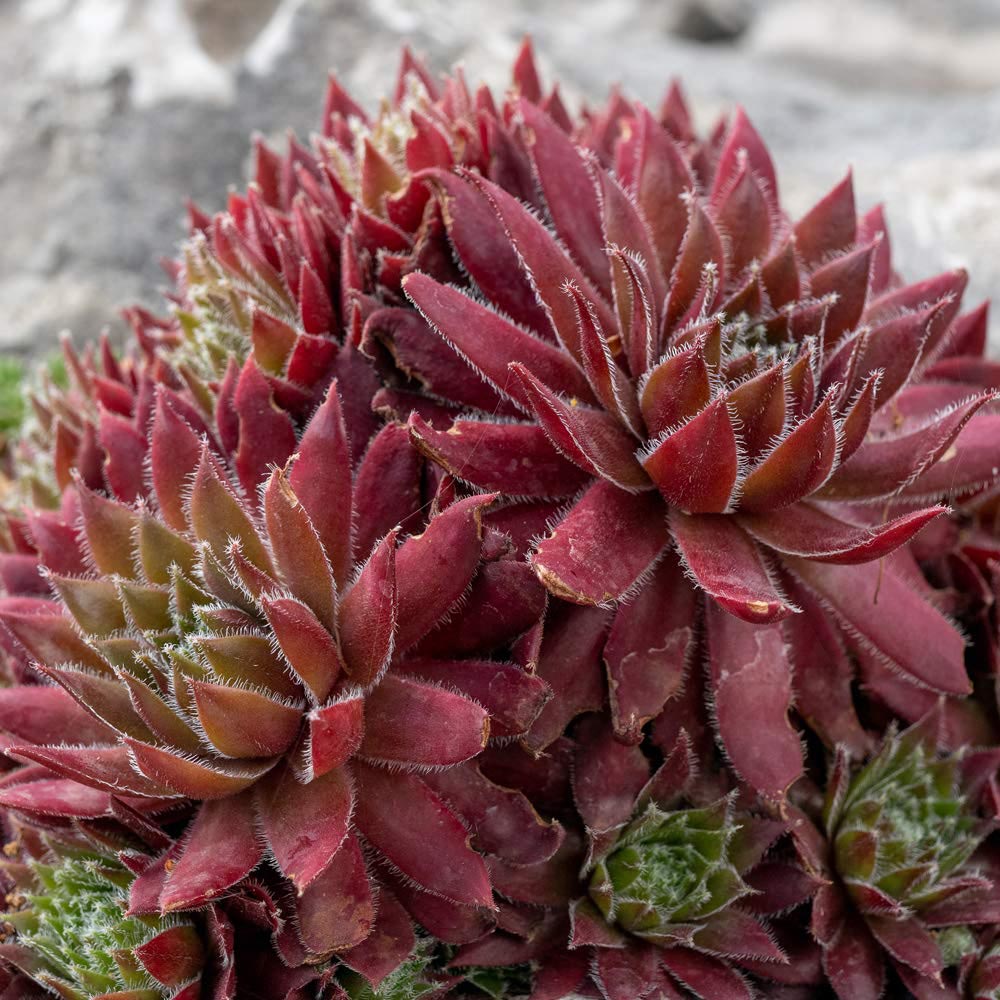 Thompson and Morgan Sempervivum Mixed Plant in Pot 5.5cm 5 Pack Image 3