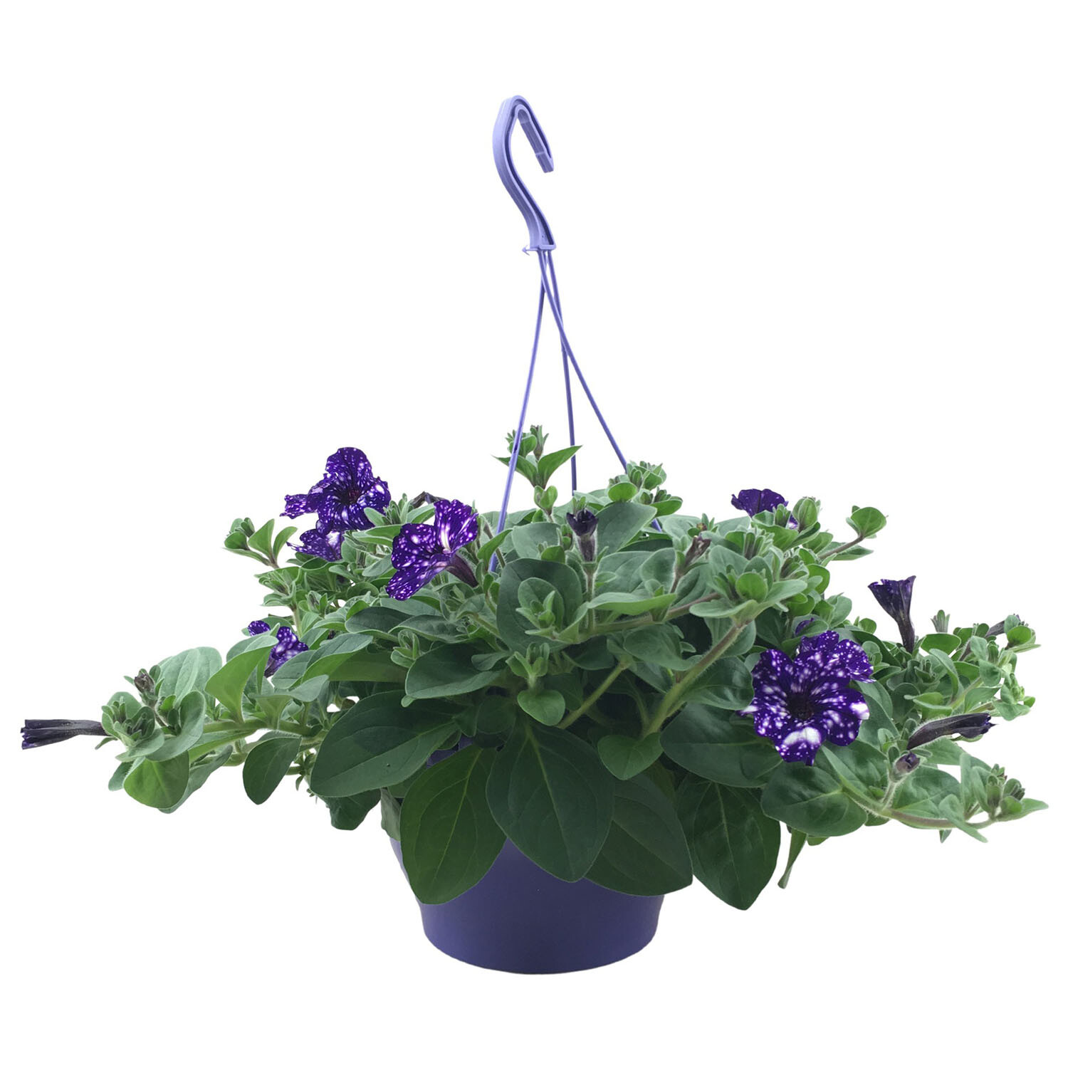 Petunia Night Sky Hanging Basket 21cm - Purple Blue Image