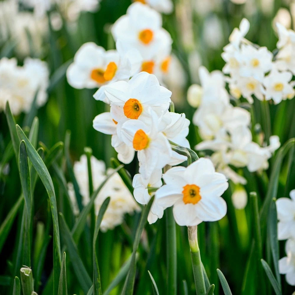 Thompson and Morgan Daffodil Mixed Collection Spring Planting Bulb 32 Pack Image 2