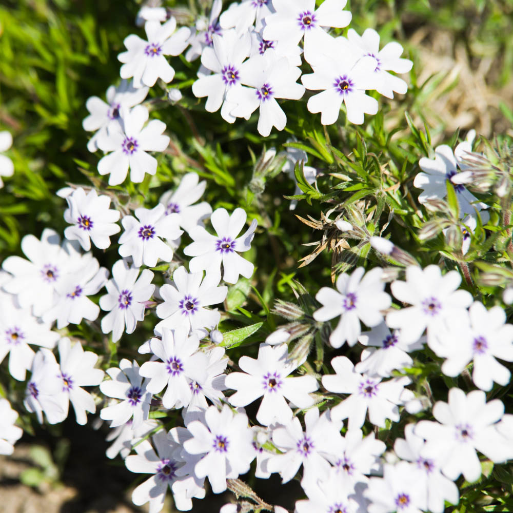 Thompson and Morgan Phlox Pharoah Blue Eye Hardy Perennial Postiplugs 10 Pack Image 4