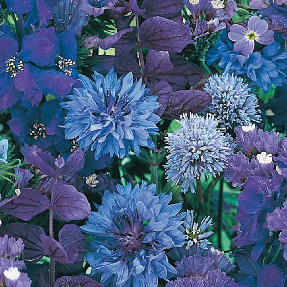 Wilko Blue Flowers for Wildlife Mixed Seeds Image 2