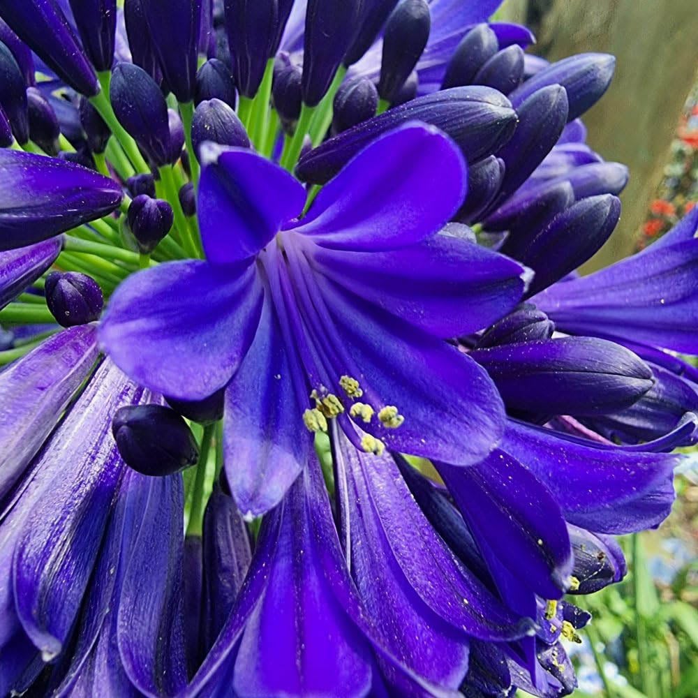 Thompson and Morgan Agapanthus Midnight Sky Plant Pot 9cm Image 2