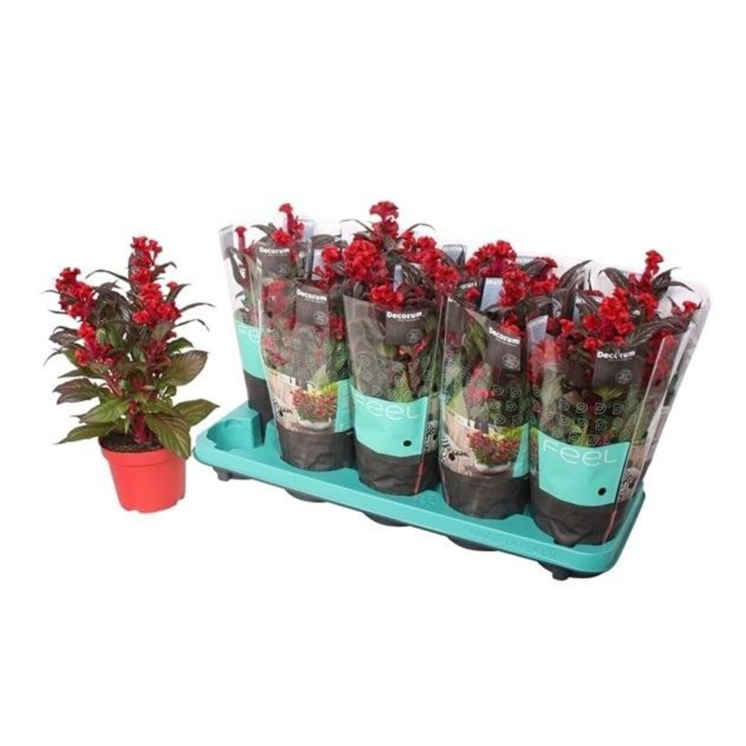 Celosia Argentea 'Hot Topic' - Red Image