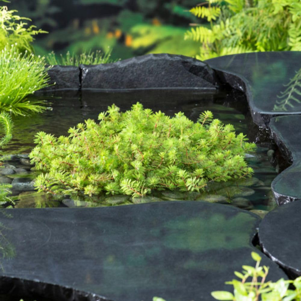 Thompson and Morgan Myriophyllum Rubricaule Plant Basket 11cm 2 Pack Image 4