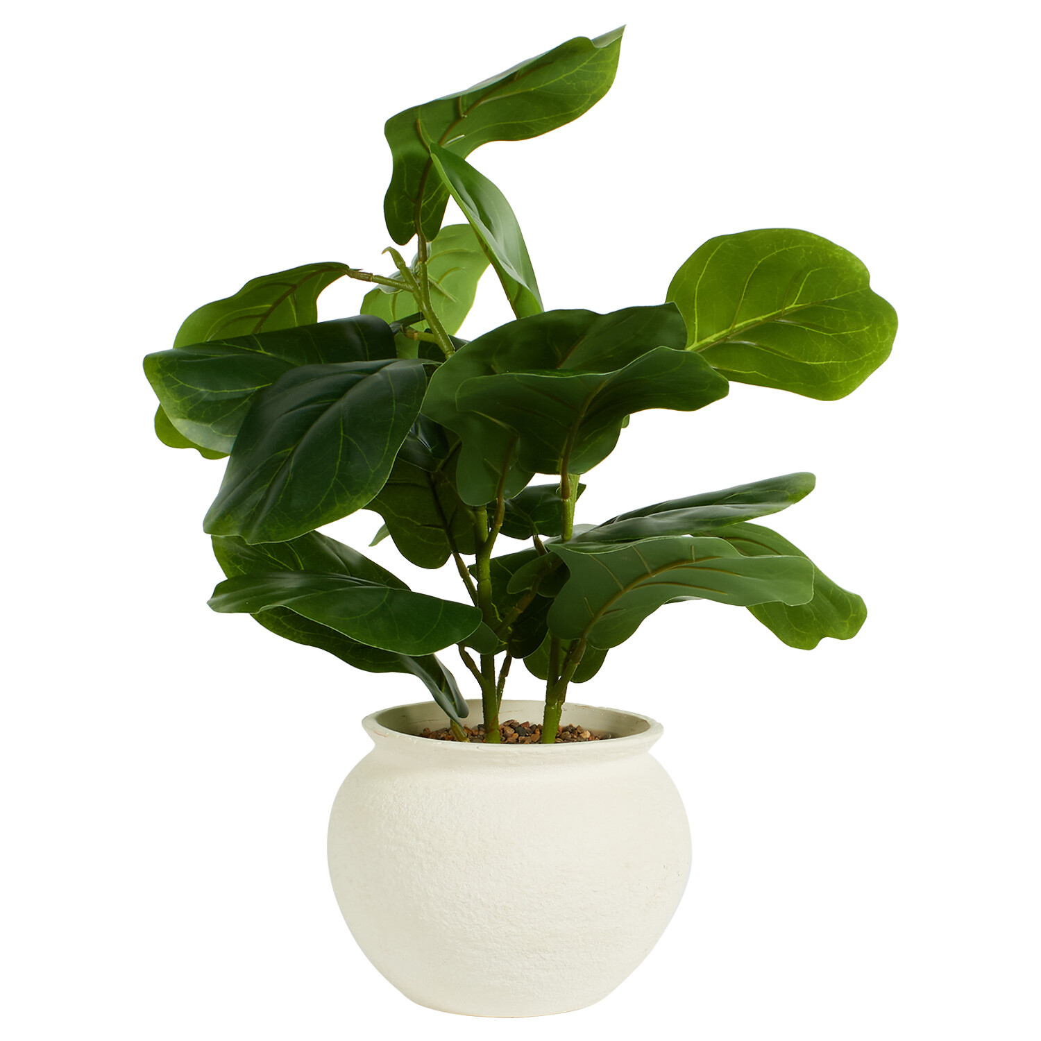 Fiddle Plant in Ceramic Pot - Green Image 1