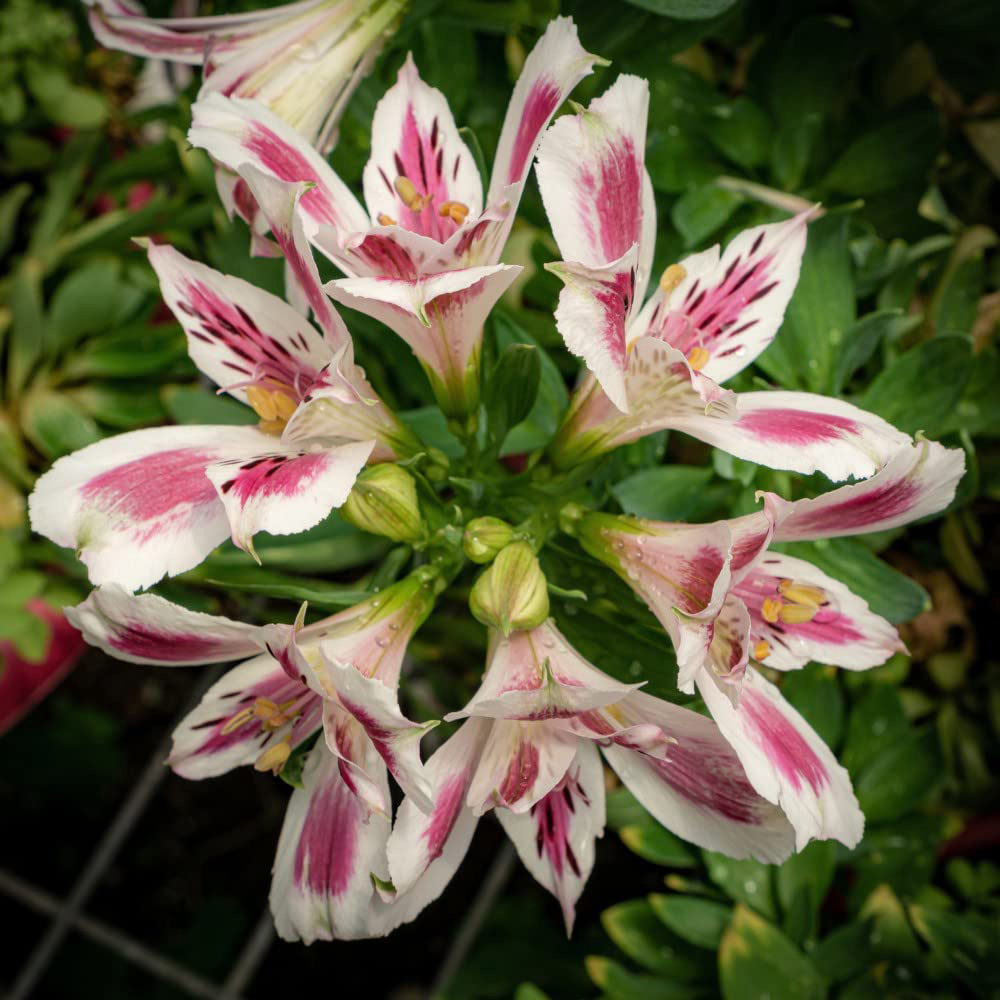 Thompson & Morgan Alstroemeria Inticancha White Pink Blush Jumbo Plant Plug Image 5