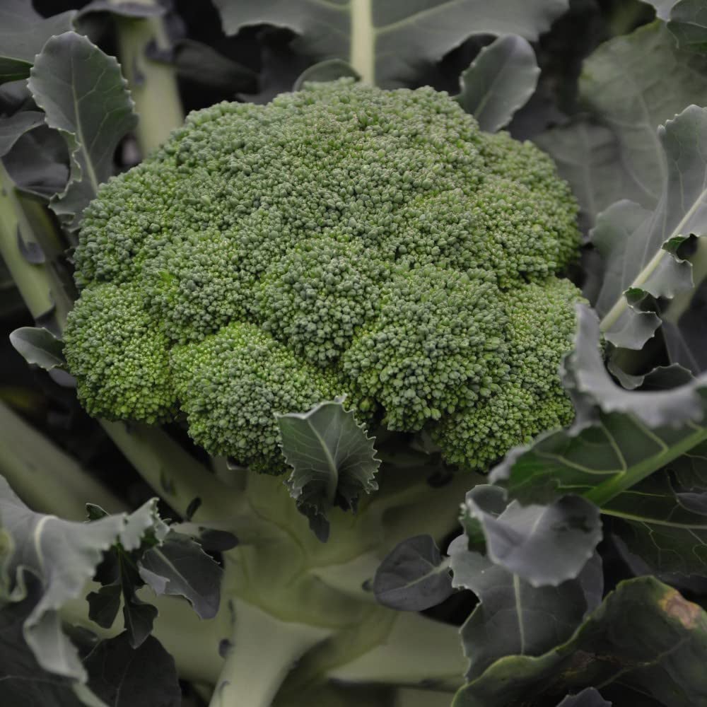 Thompson & Morgan Club Root Collection Postiplug Plant 20 Pack Image 2