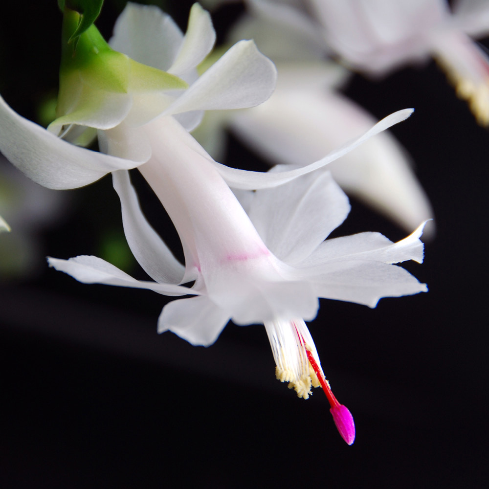 wilko Christmas Cactus Schlumbergera Multicolour Plant Pot 13cm Image 3