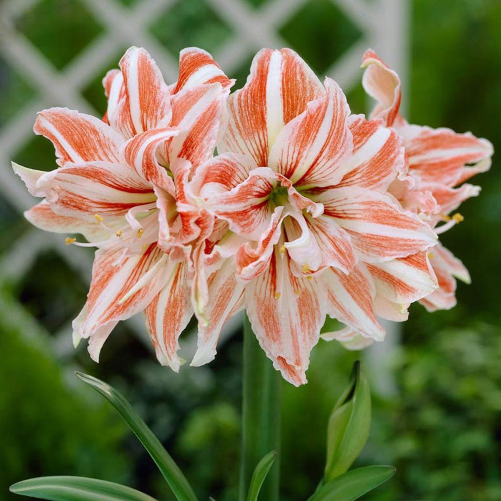 Thompson and Morgan Amaryllis Dancing Queen Bulb Image 2