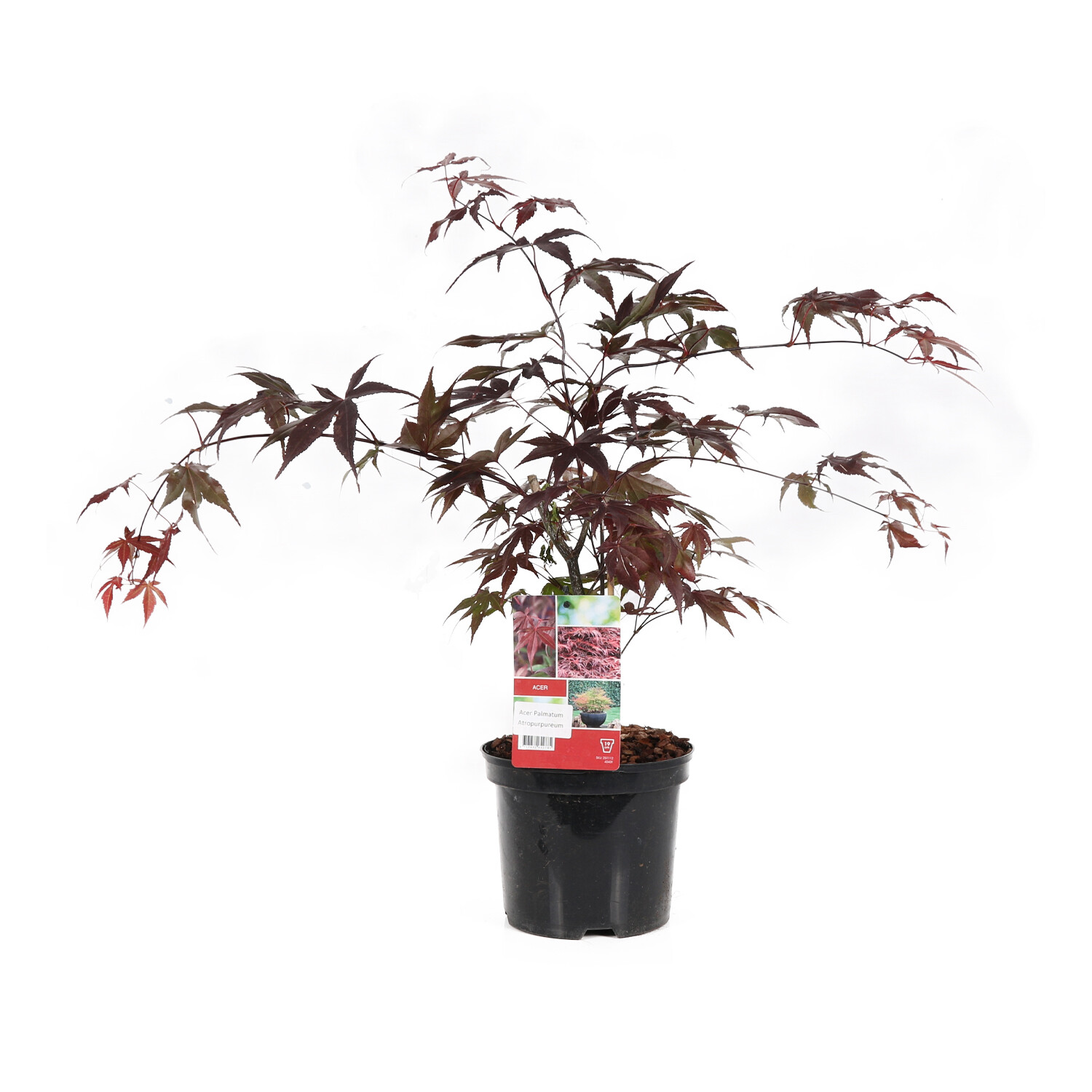 Acer P19 Collection Image