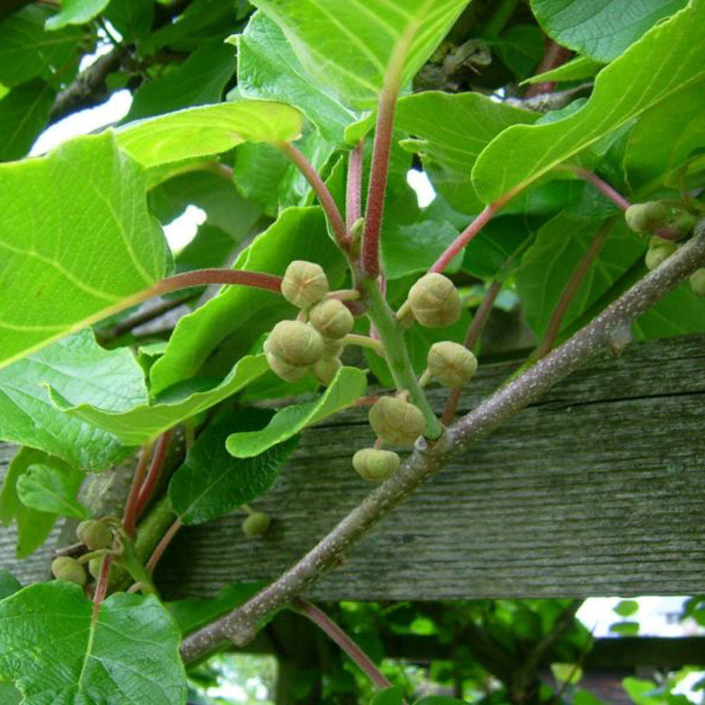 YouGarden Actinidia 'Jenny' Kiwi Fruit 1.5L Pot Image 2