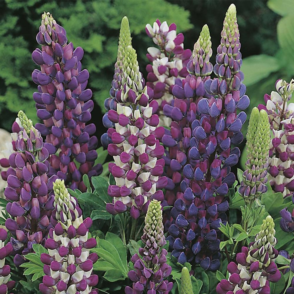 Johnsons Lupin Gallery Blue Shades Seeds Image 2