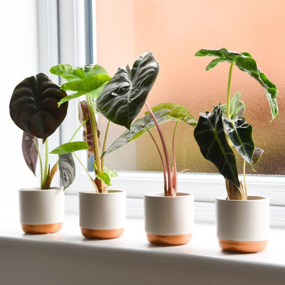 Thompson and Morgan Alocasia Cuprea Mix Plant Pot 6cm Image 1