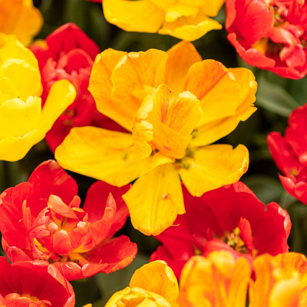 Thompson and Morgan Tulip Baby Blend Bulbs 16 Pack Image 7