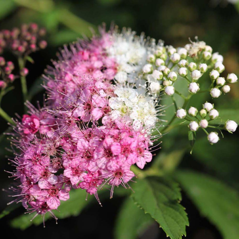 Thompson and Morgan Spiraea Japonica Genpei Bare Root 20-30cm Image 1