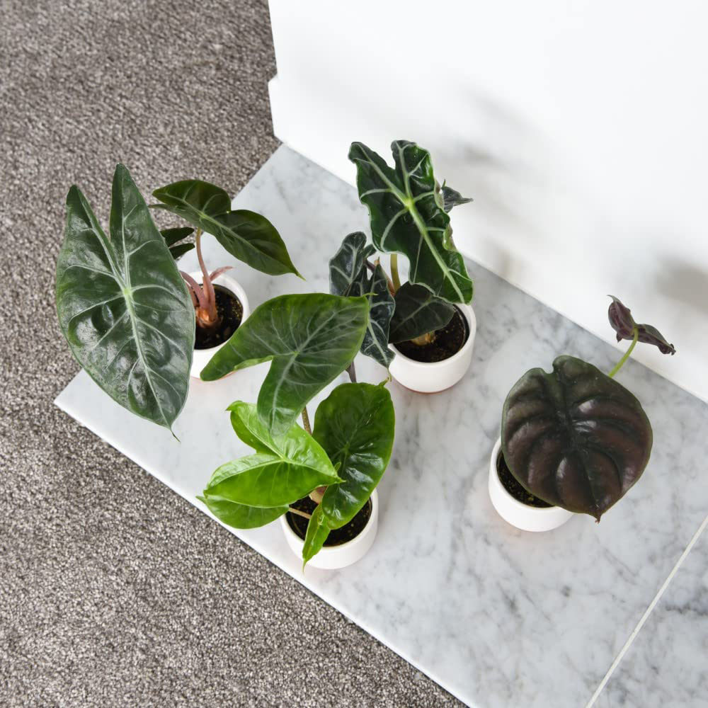 Thompson & Morgan Alocasia Cuprea Mix Potted Plant 6cm 3 Pack Image 2